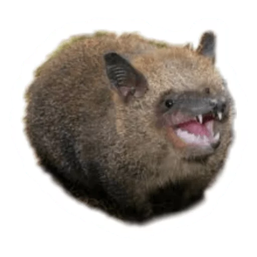 Sticker from the "Round Animals" sticker pack