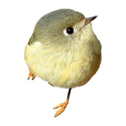 Sticker from the "Round Animals" sticker pack