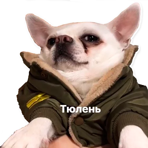 Sticker from the "Цобакк" sticker pack