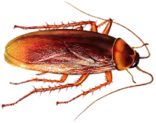 Sticker from the "Cockroach" sticker pack