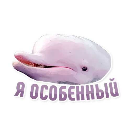 Sticker Дельфин под спайсом