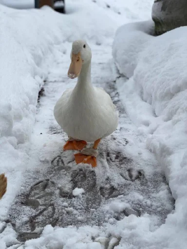 Стикер из набора "Le Ducc"