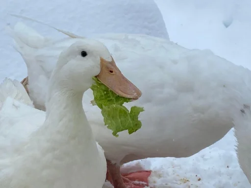 Стикер из набора "Le Ducc"