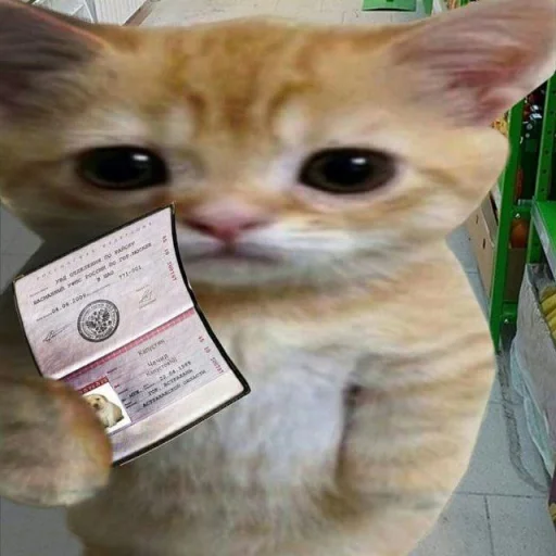 Sticker from the "я котик ты котик" sticker pack