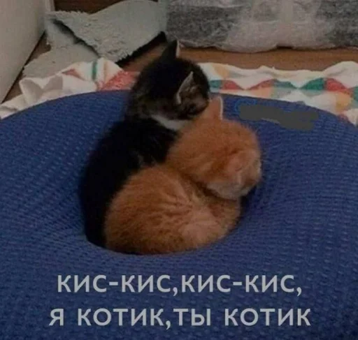 Sticker from the "я котик ты котик" sticker pack