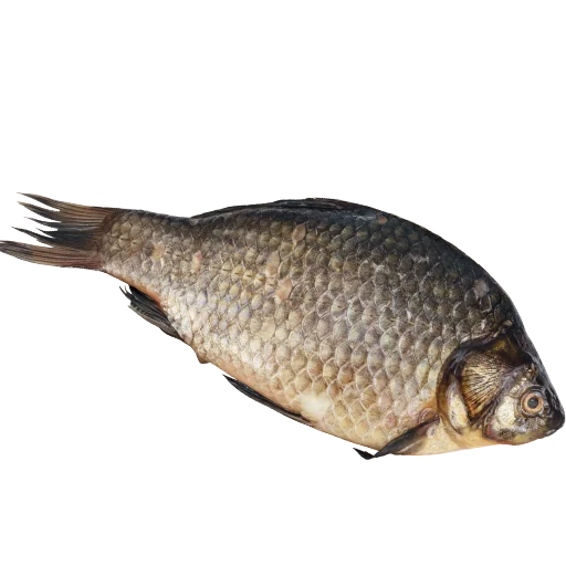 Sticker fish