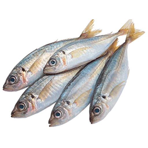 Sticker fish