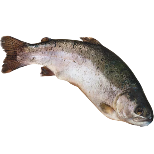 Sticker fish