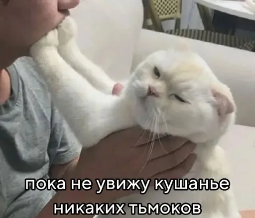 Sticker from the "Котики и фразочки" sticker pack