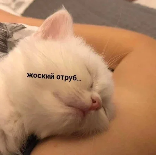 Sticker from the "Котики и фразочки" sticker pack