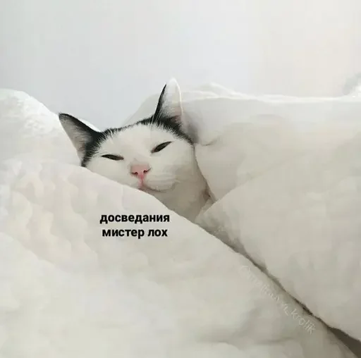 Sticker from the "Котики и фразочки" sticker pack