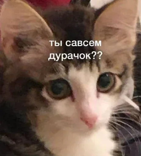 Sticker from the "Котики и фразочки" sticker pack