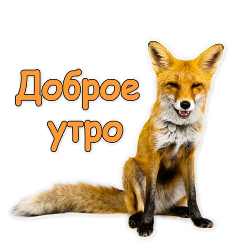 Стикер из набора "Nixie_fox"