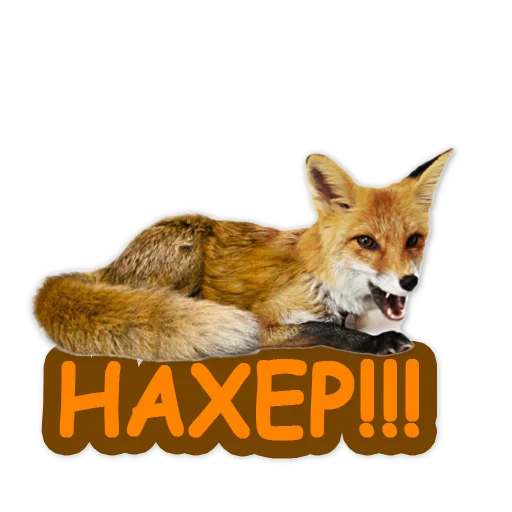 Sticker from the "Nixie_fox" sticker pack