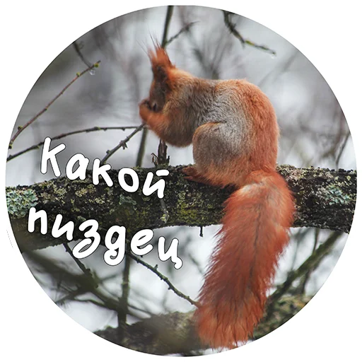 Sticker from the "Nixie_fox" sticker pack