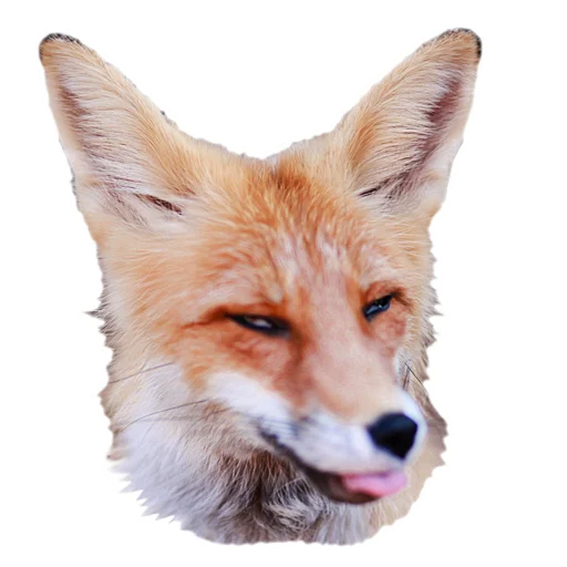 Sticker from the "Nixie_fox" sticker pack