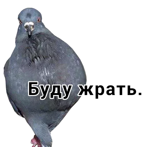 Sticker Томыч