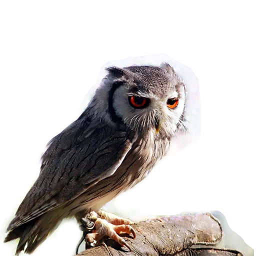 Sticker from the "Owls" sticker pack