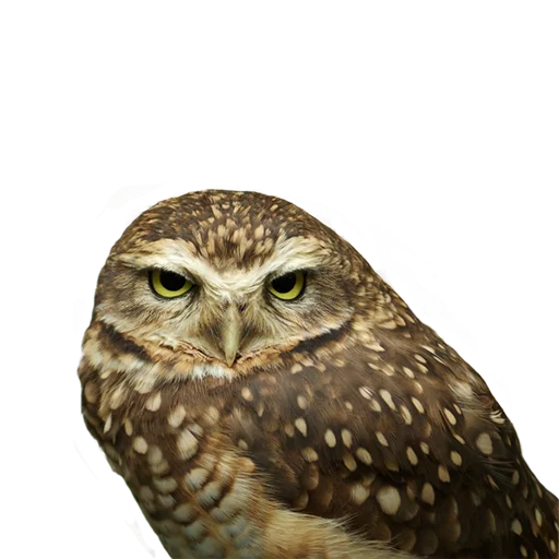 Sticker from the "Owls" sticker pack