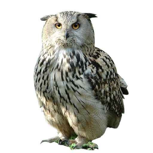 Стикер из набора "Owls"