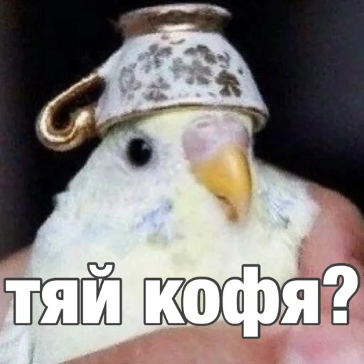 Sticker from the "Попуги" sticker pack