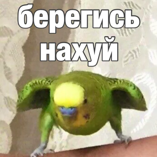 Sticker from the "Попуги" sticker pack