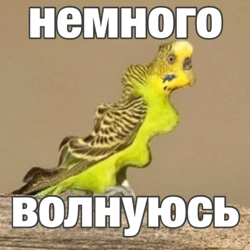 Sticker from the "Попуги" sticker pack