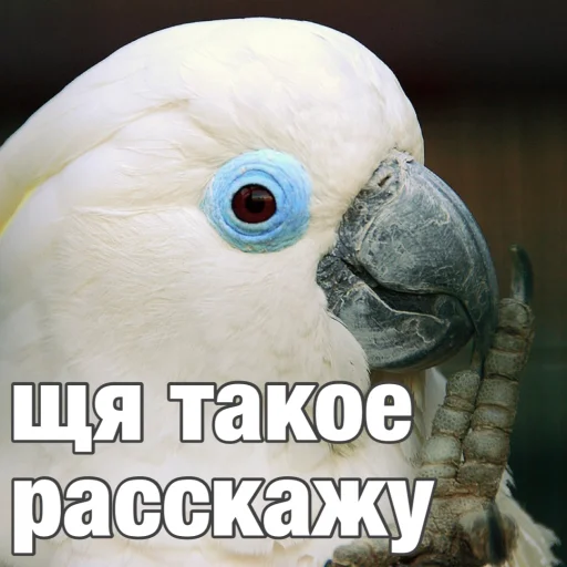 Sticker from the "Попуги" sticker pack