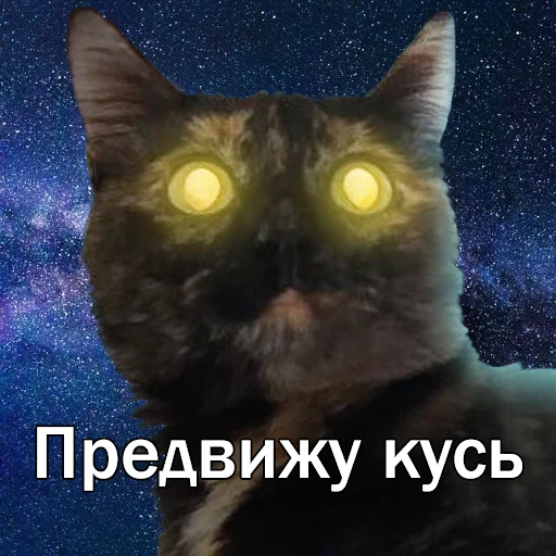 Sticker from the "Кошки" sticker pack