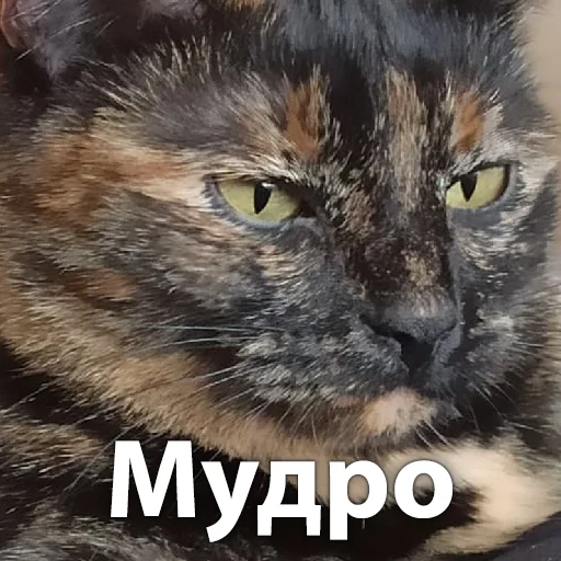 Sticker from the "Кошки" sticker pack