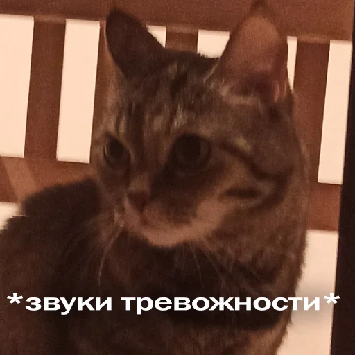 Sticker from the "Кошки" sticker pack