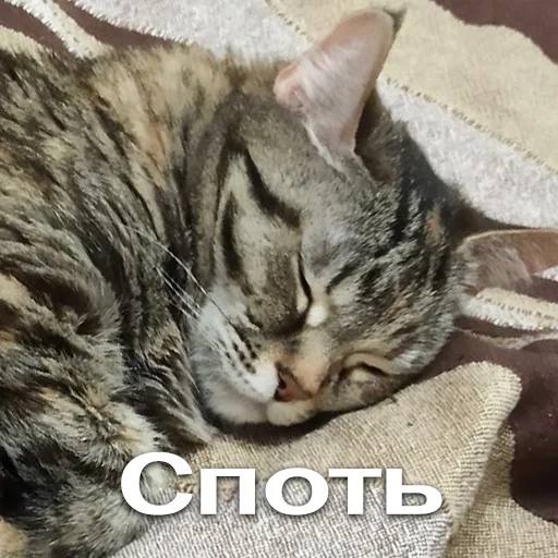 Sticker from the "Кошки" sticker pack