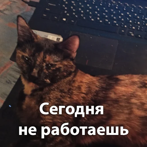 Sticker from the "Кошки" sticker pack