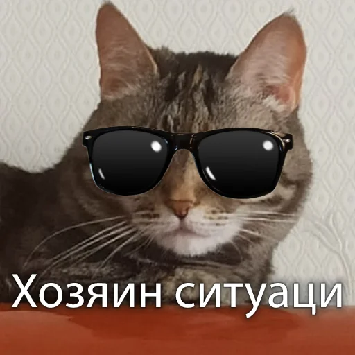 Sticker from the "Кошки" sticker pack