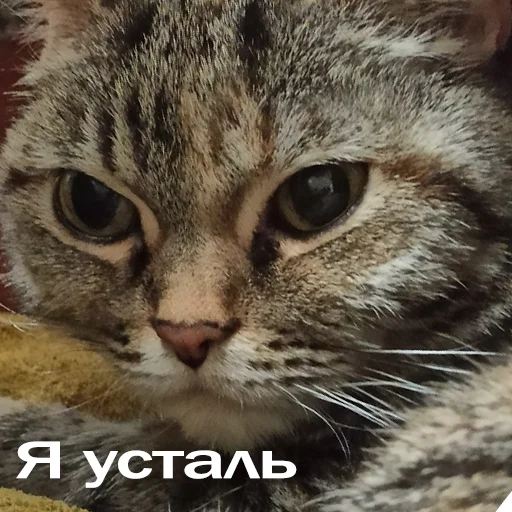 Sticker from the "Кошки" sticker pack