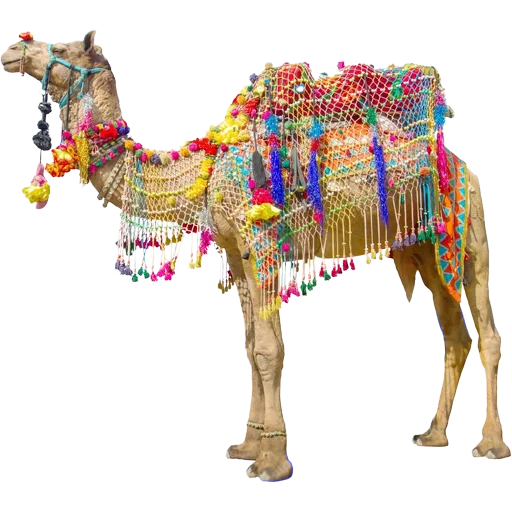 Sticker Camels ਬੋਤੇ