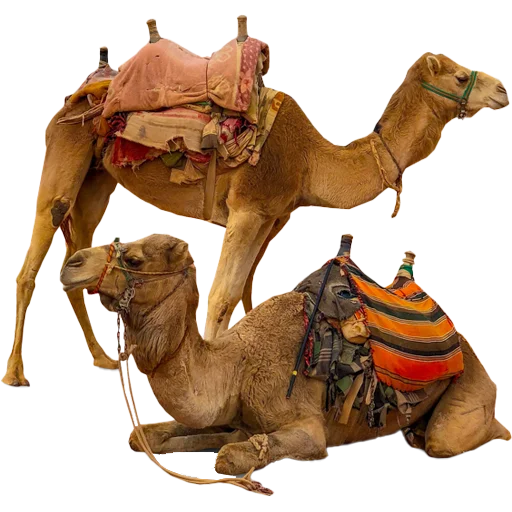 Sticker Camels ਬੋਤੇ