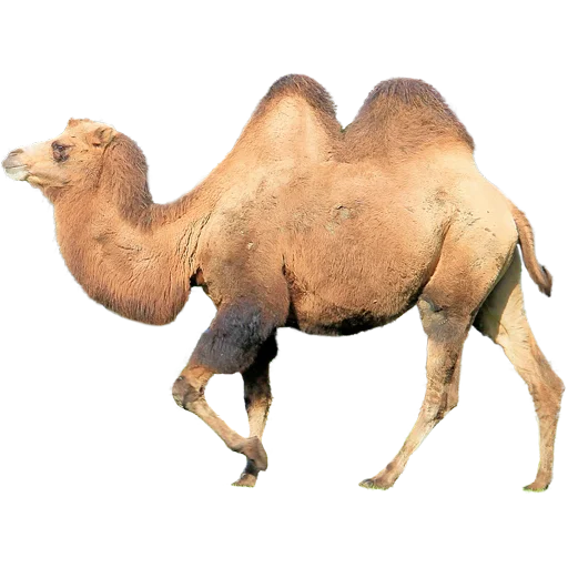 Стикер из набора "Camels ਬੋਤੇ"