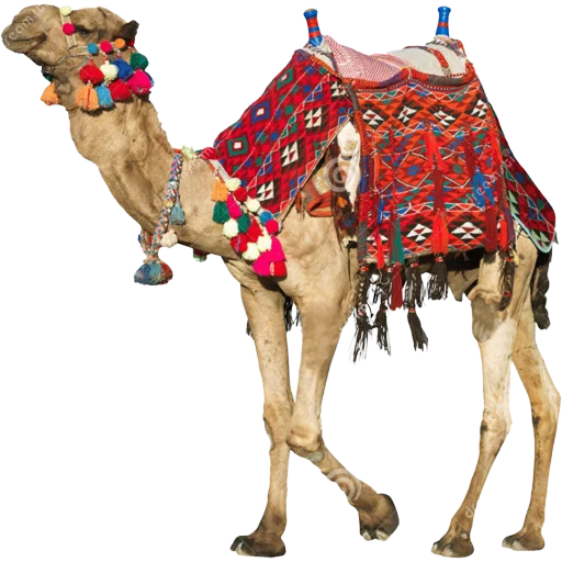 Sticker Camels ਬੋਤੇ