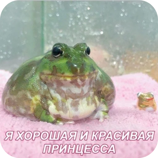 Sticker from the "НслчйВжнхПргврв" sticker pack