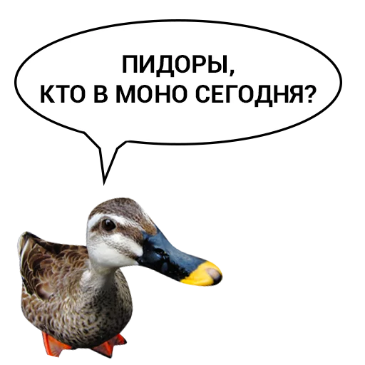 Sticker from the "Злая утка" sticker pack