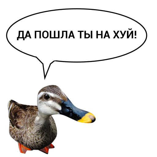 Sticker from the "Злая утка" sticker pack