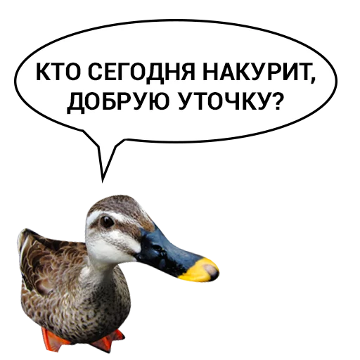 Sticker from the "Злая утка" sticker pack