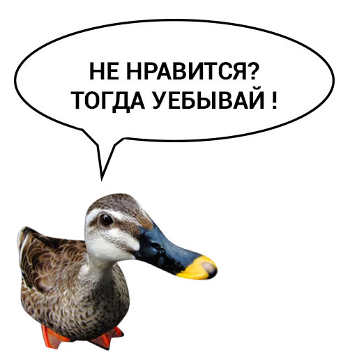 Sticker from the "Злая утка" sticker pack