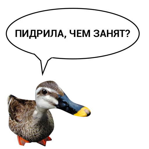 Sticker from the "Злая утка" sticker pack