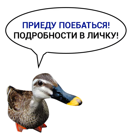 Sticker from the "Злая утка" sticker pack