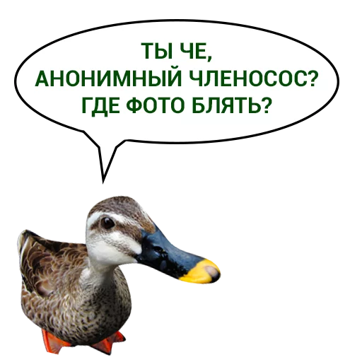 Sticker from the "Злая утка" sticker pack