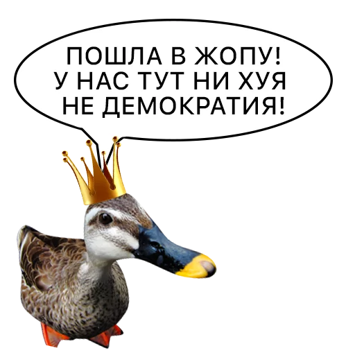 Sticker from the "Злая утка" sticker pack