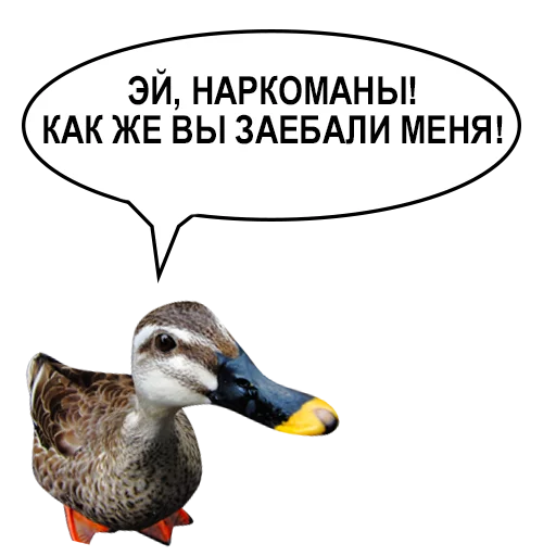 Sticker from the "Злая утка" sticker pack