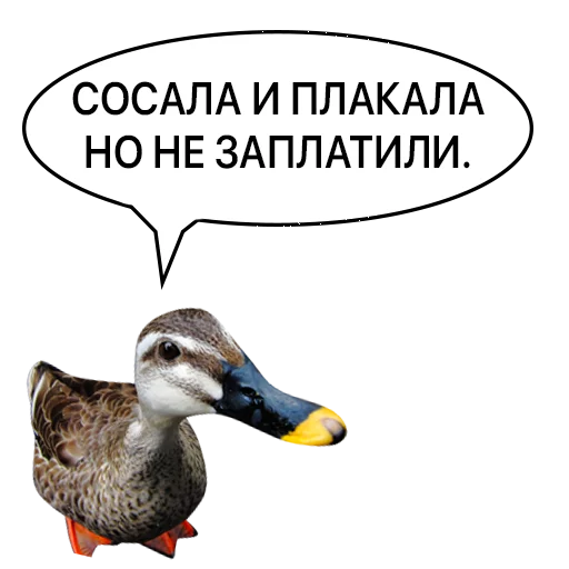 Sticker from the "Злая утка" sticker pack